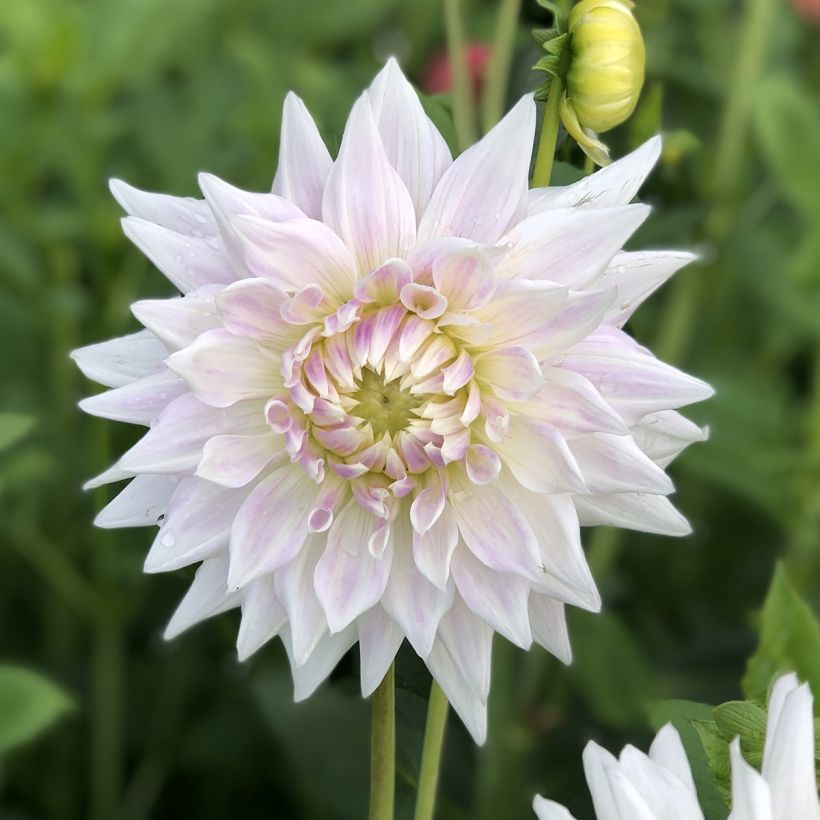 Dahlia semi cactus Clearview Edie (Flowering)
