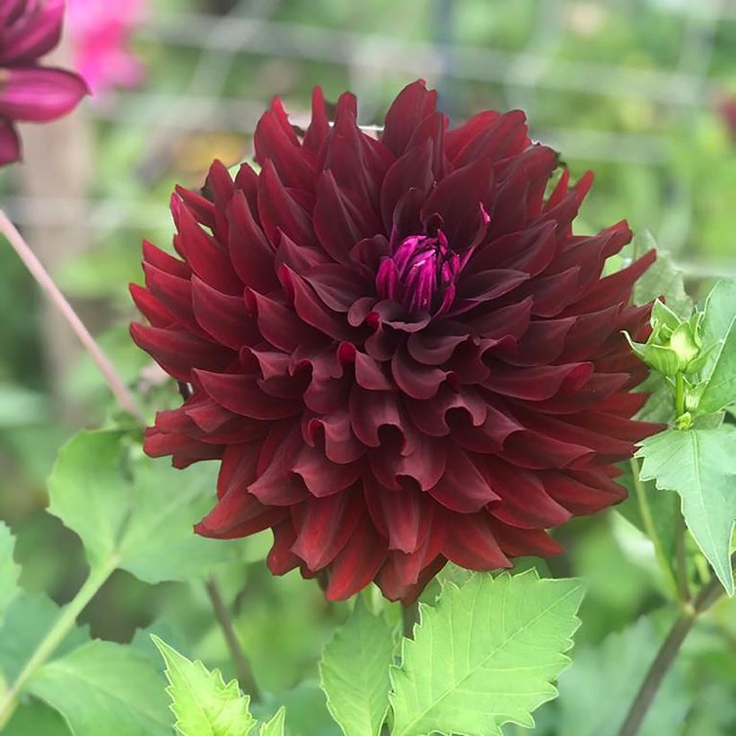 Dahlia semi cactus Hollyhill Black Beauty (Flowering)
