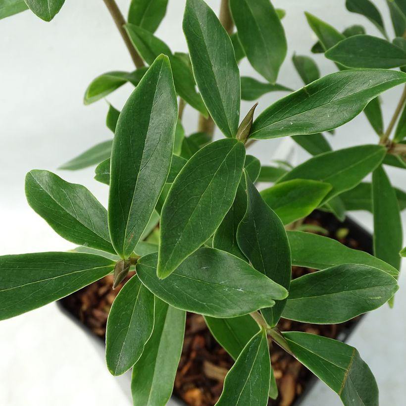 Daphne Spring Beauty (Foliage)