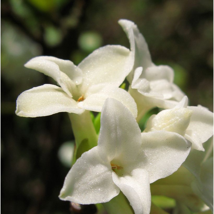 Daphne White Queen - Bois-joli (Flowering)