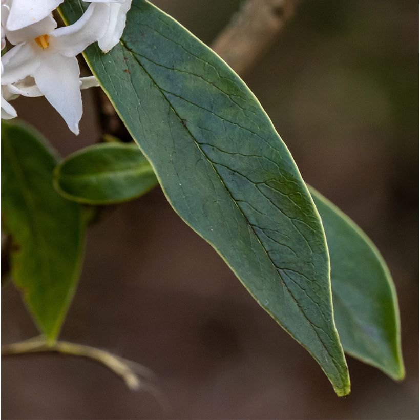 Daphne White Queen - Bois-joli (Foliage)