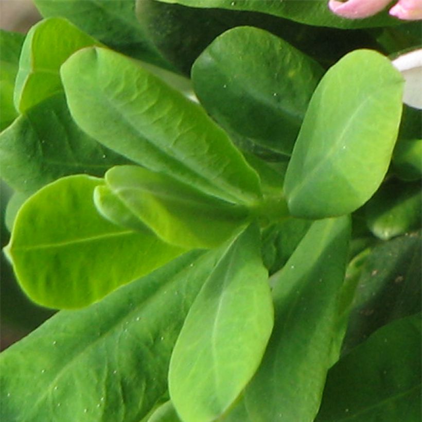 Daphne burkwoodii Somerset - Bois joli (Foliage)