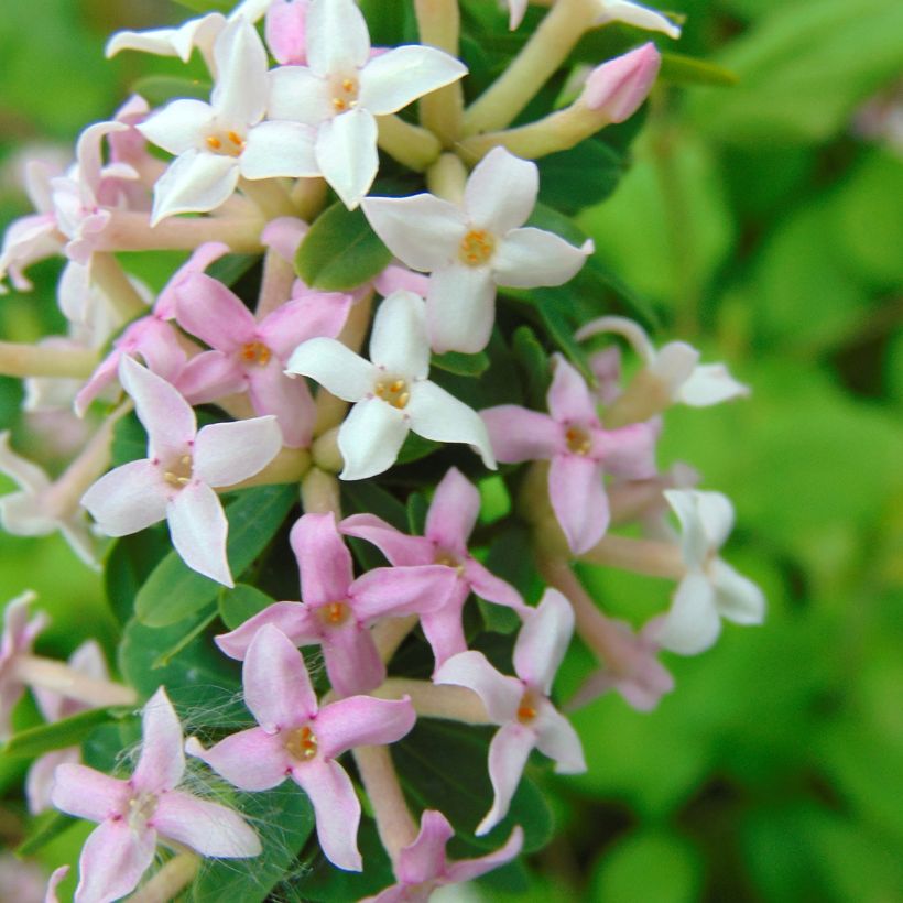 Daphne burkwoodii Somerset - Bois joli (Flowering)