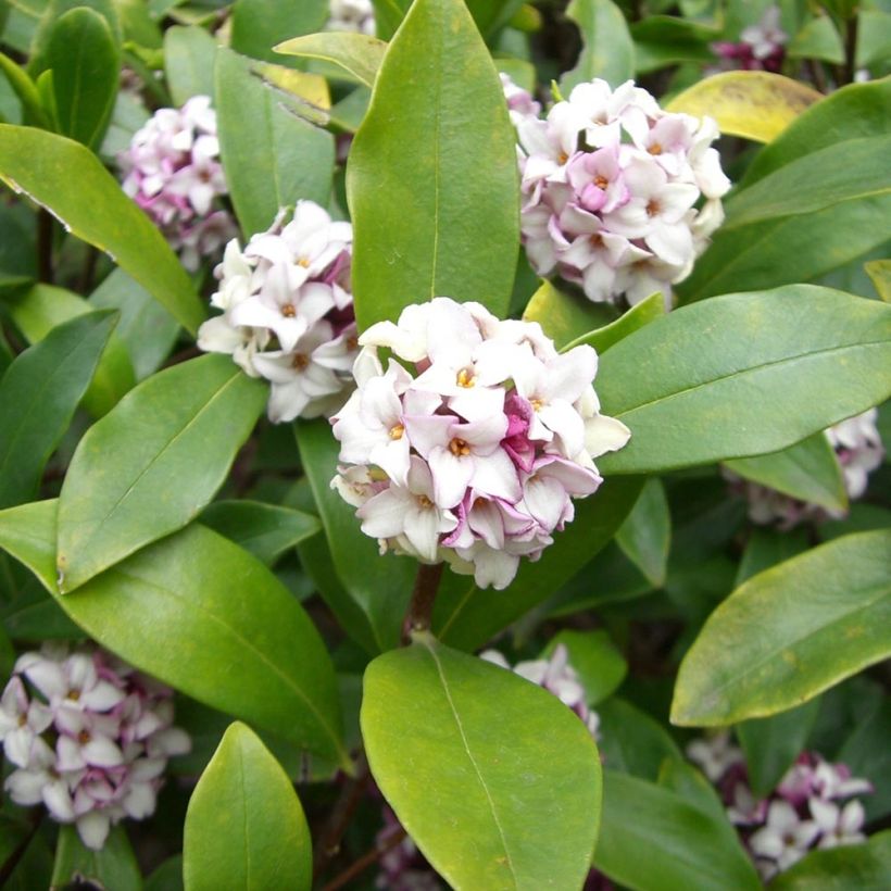 Daphne odora - Bois-joli odorant (Foliage)