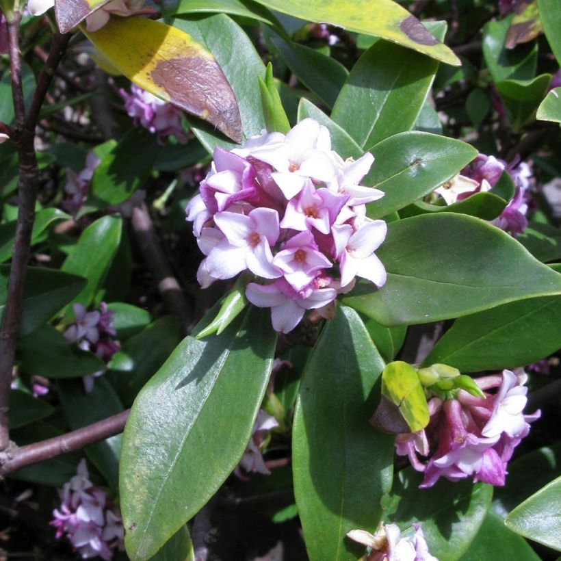 Daphne odora - Bois-joli odorant (Flowering)