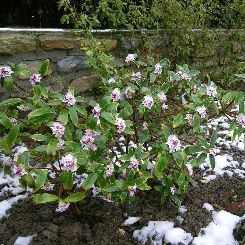 Daphne odora - Bois-joli odorant (Plant habit)
