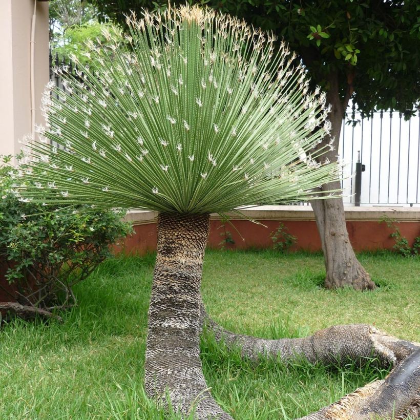 Dasylirion acrotrichum - Dasylire acrotriche (Plant habit)