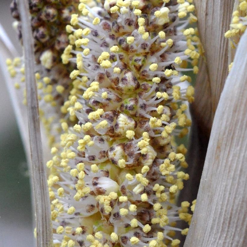 Dasylirion cedrosanum - Dasylire (Flowering)