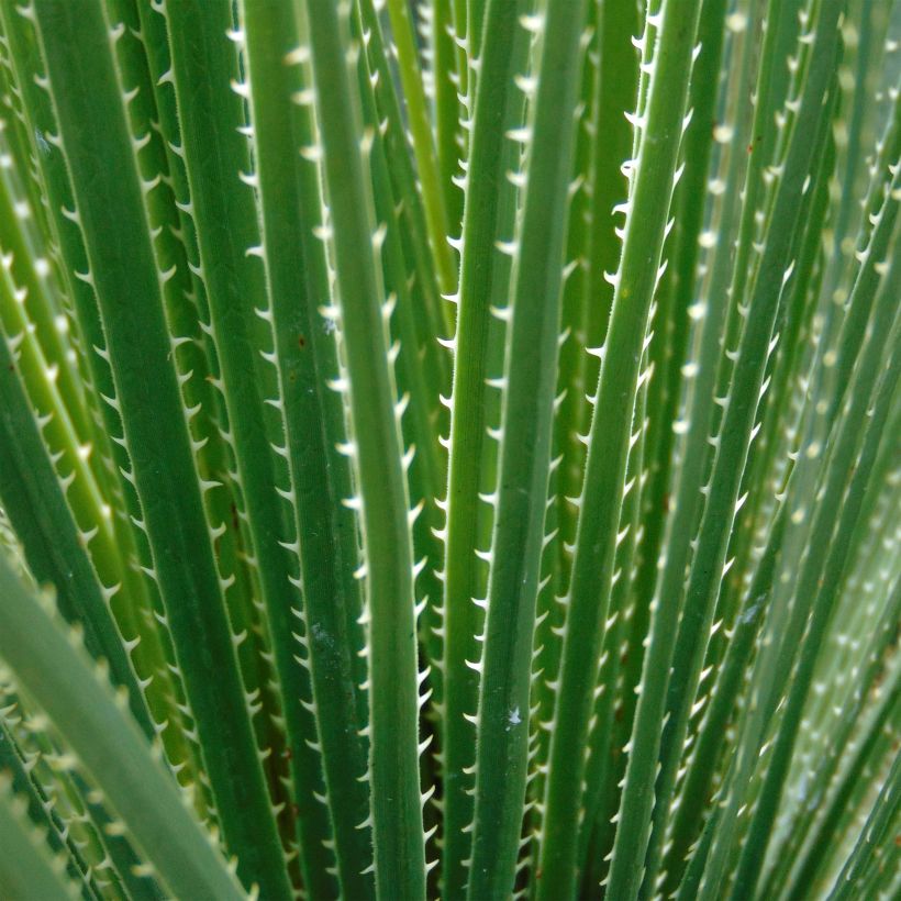 Dasylirion glaucophyllum (Foliage)