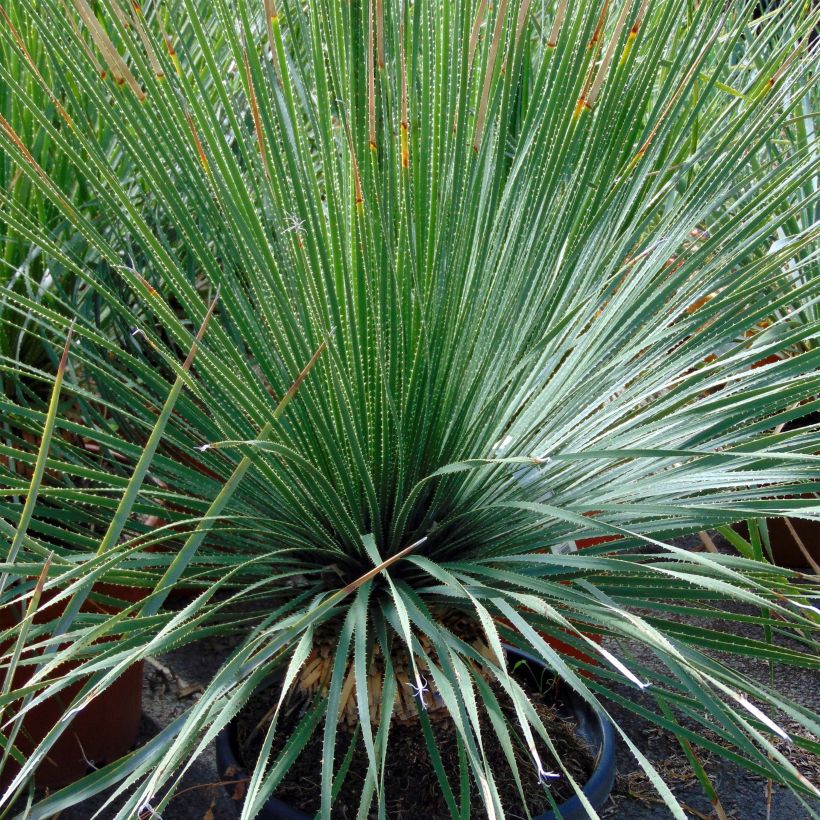 Dasylirion glaucophyllum (Plant habit)