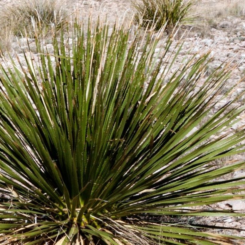 Dasylirion leiophyllum - Dasylire ou Sotol vert (Foliage)