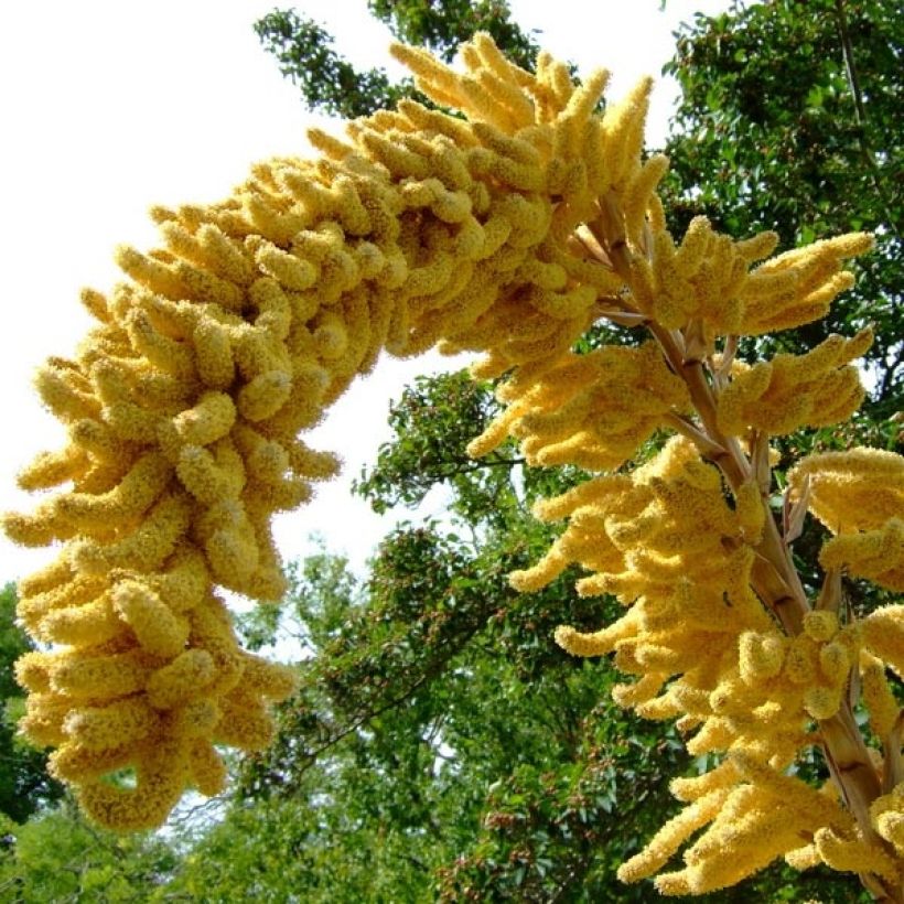 Dasylirion leiophyllum - Dasylire ou Sotol vert (Flowering)