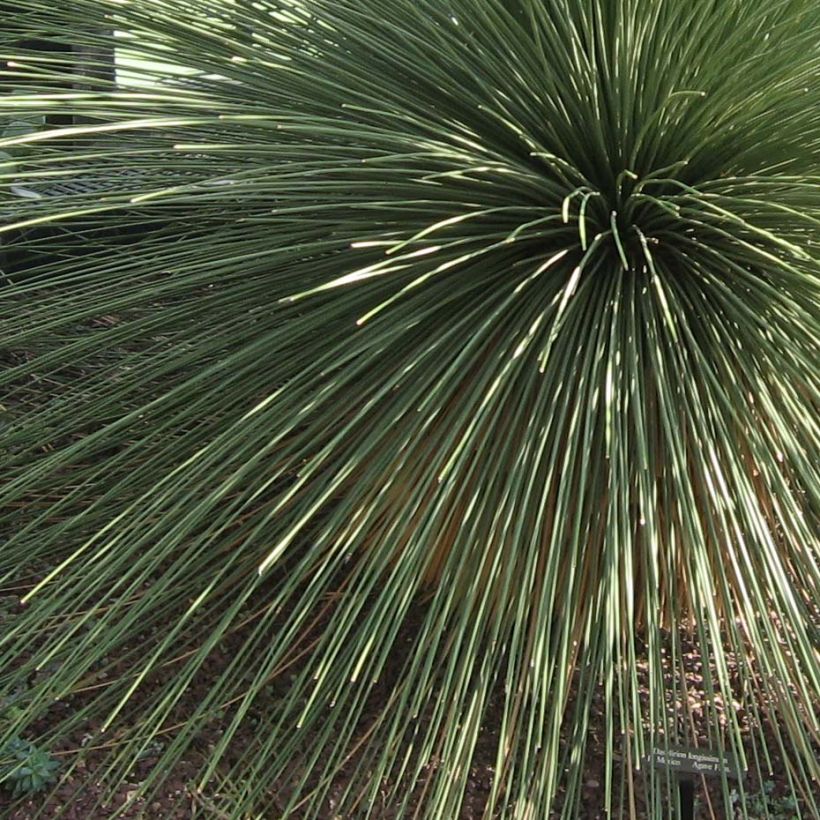 Dasylirion longissimum (Foliage)