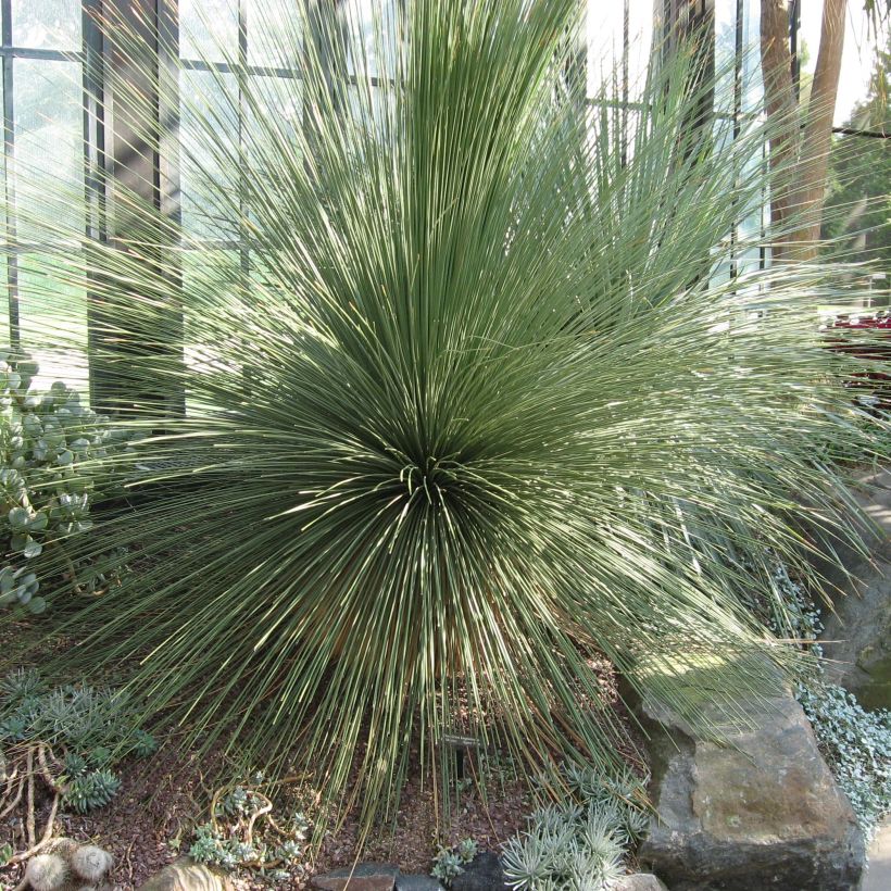 Dasylirion longissimum (Plant habit)