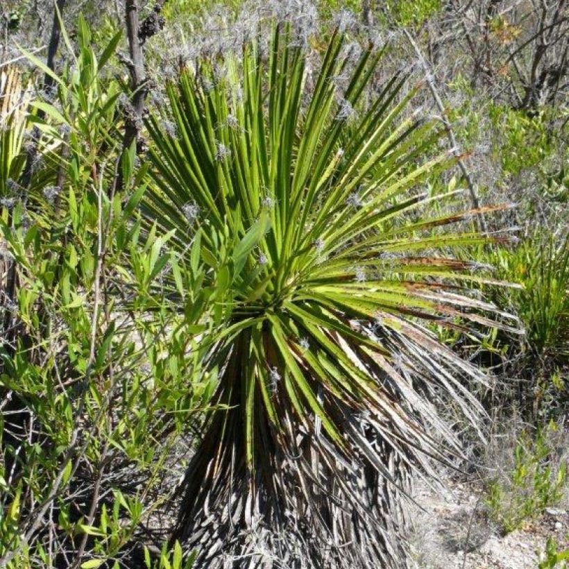 Dasylirion lucidum - Sotol brillant (Plant habit)