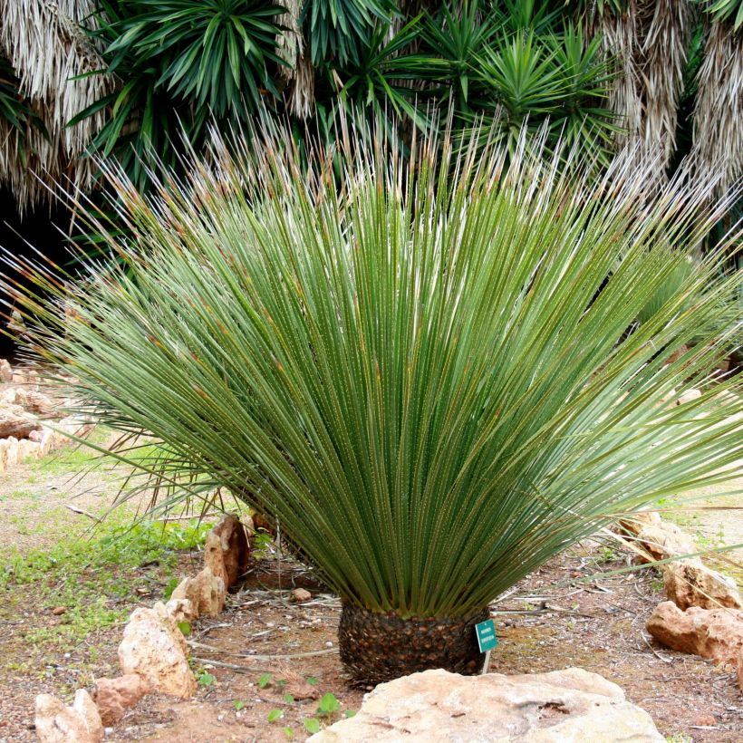 Dasylirion serratifolium - Dasylire, Sotol (Plant habit)