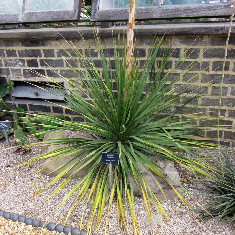 Dasylirion texanum - Sotol du Texas (Plant habit)