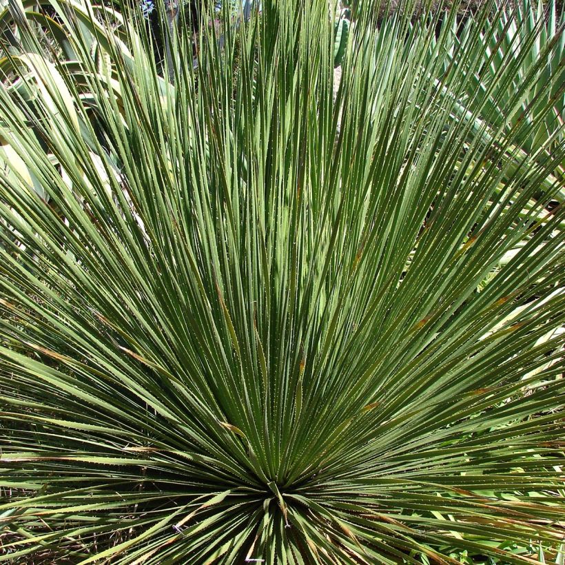 Dasylirion wheeleri  (Foliage)