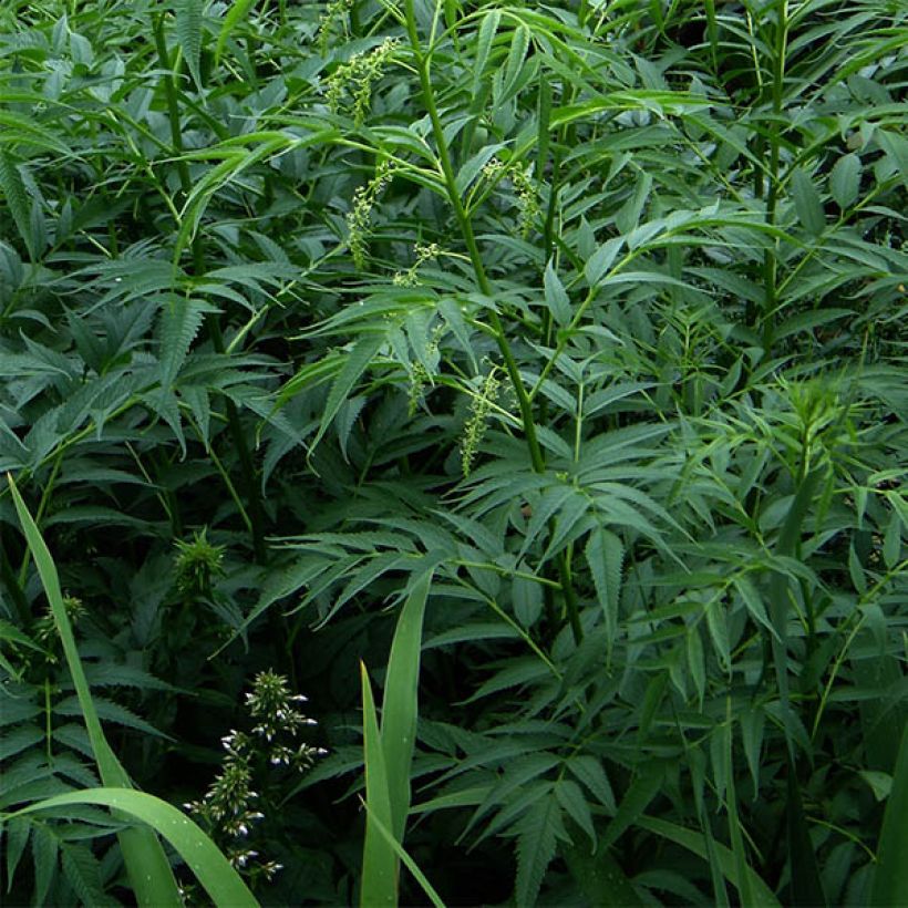 Datisca cannabina - Chanvre vivace (Foliage)