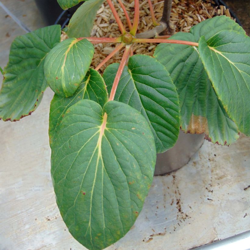 Arbre aux mouchoirs - Davidia involucrata Sonoma (Foliage)