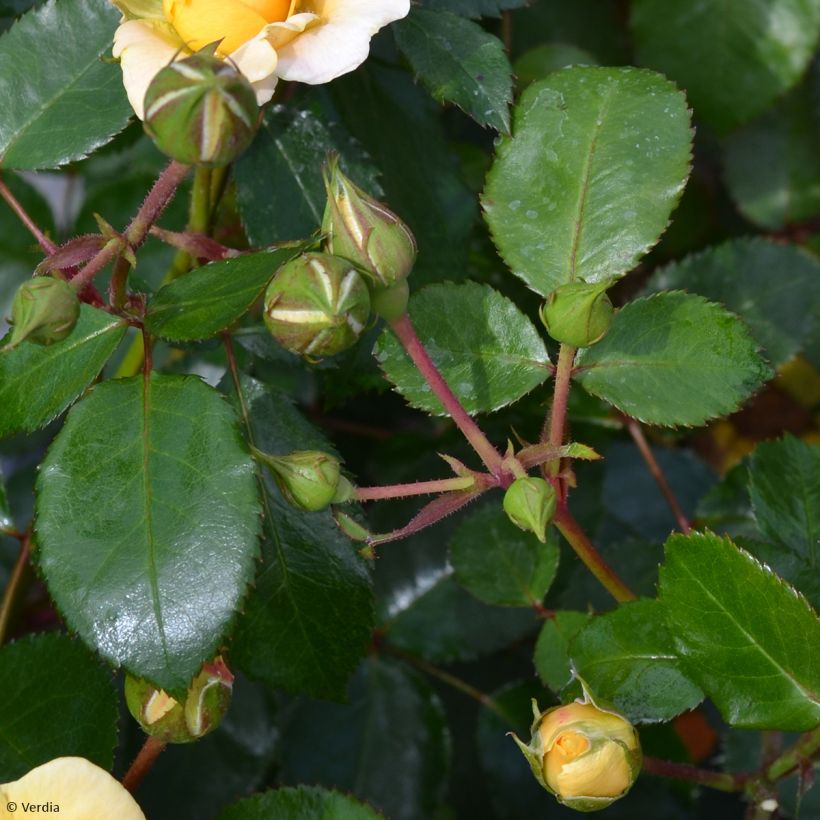 Rosier Decorosier Soleya (Foliage)