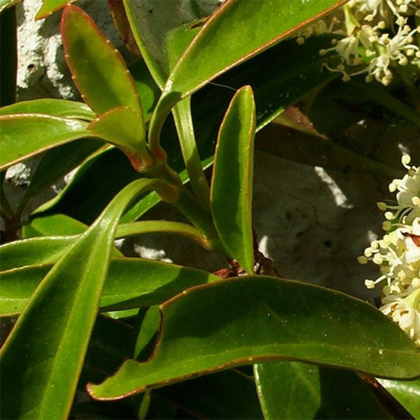 Decumaria sinensis - Décumaria (Foliage)