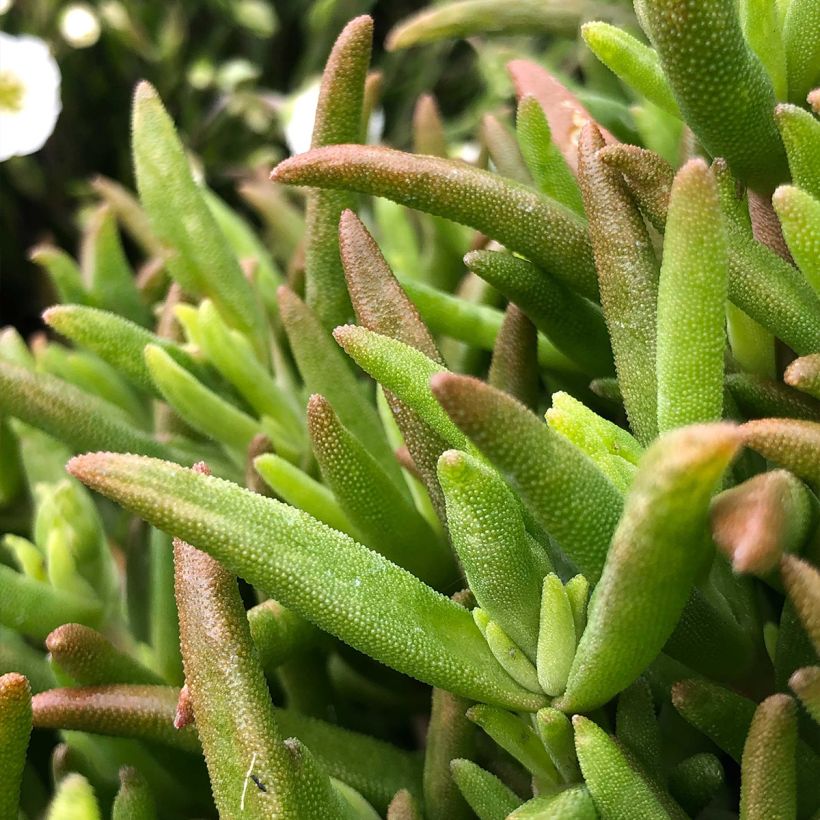 Delosperma Wheels of Wonder Hot Pink (Foliage)