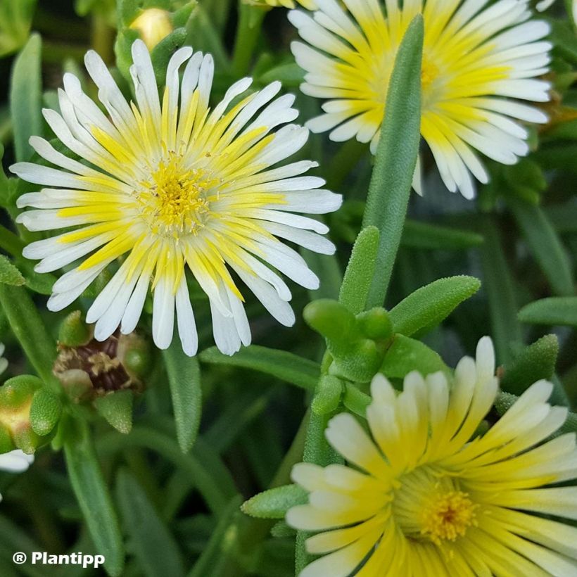 Delosperma Wheels of Wonder Limoncello (Foliage)