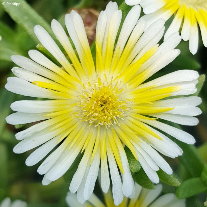 Delosperma Wheels of Wonder Limoncello (Flowering)