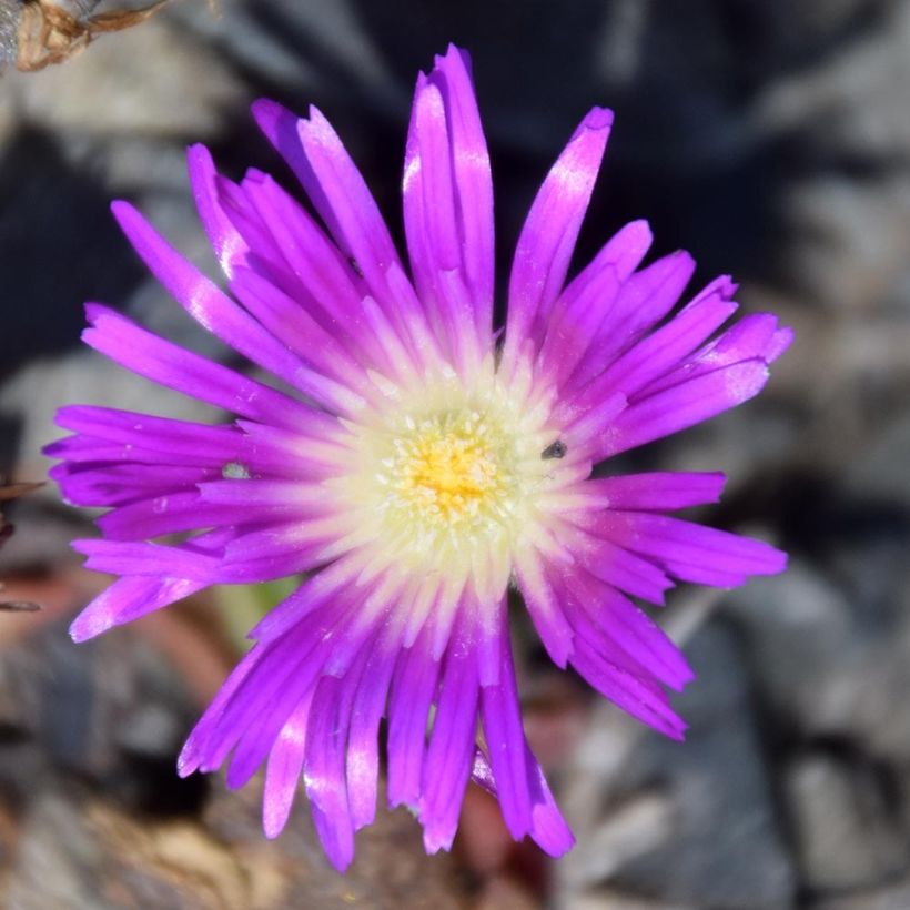 Delosperma sutherlandii - Pourpier de Sutherland (Flowering)