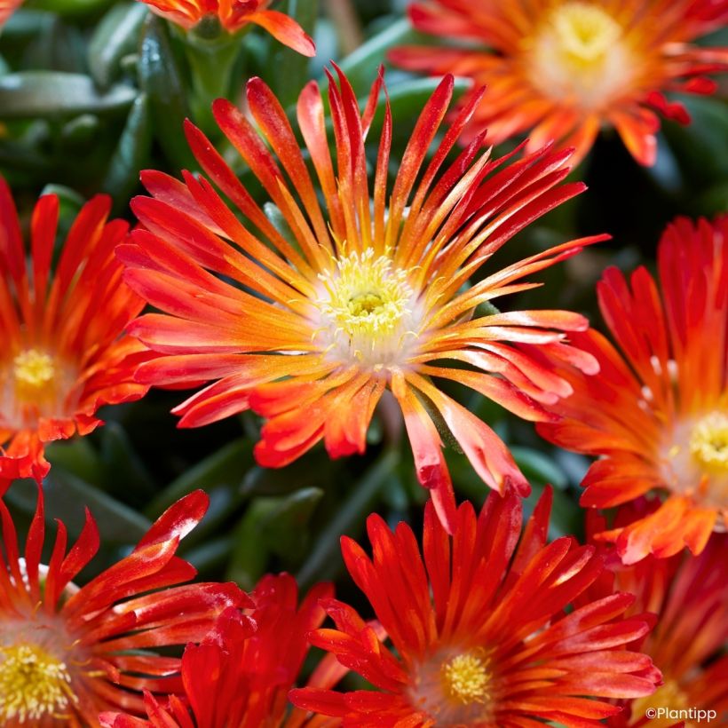 Delosperma Ocean Sunset Orange Vibe (Flowering)