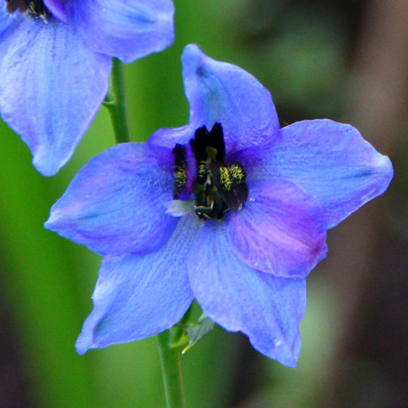 Delphinium Blauwal - Pied d'Alouette vivace (Flowering)