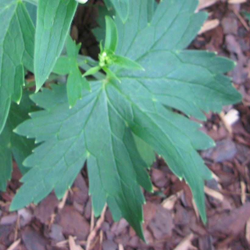 Delphinium Blue Triumphator - Pied d'Alouette vivace (Foliage)