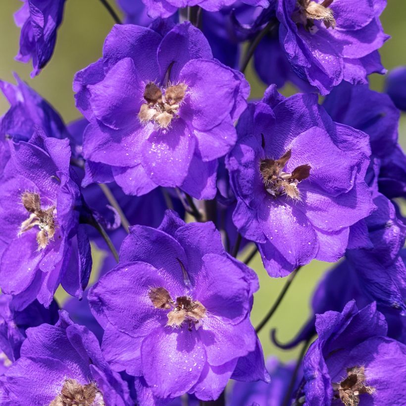 Delphinium Bruce - Pied d'Alouette vivace (Flowering)