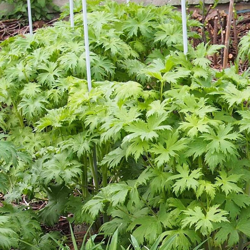 Delphinium Christel - Pied d'Alouette vivace (Foliage)