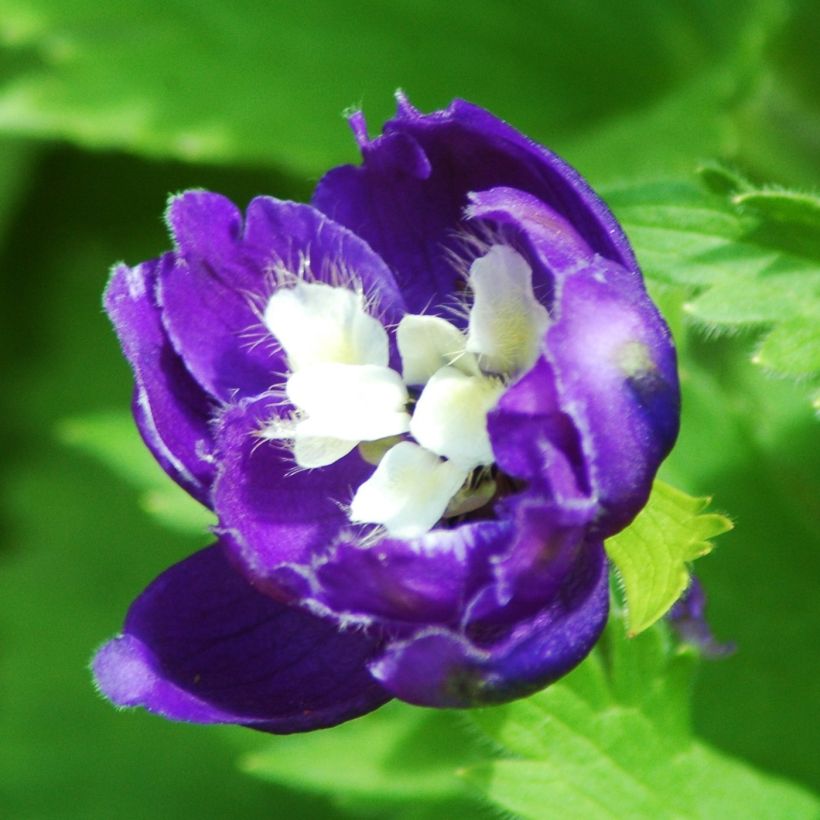Delphinium Christel - Pied d'Alouette vivace (Flowering)