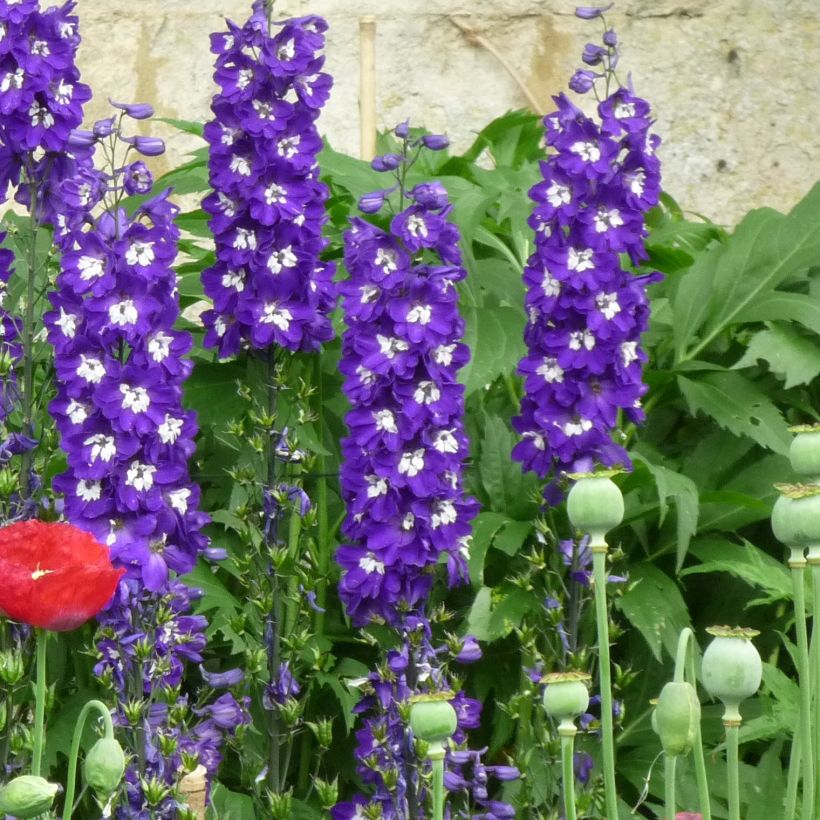 Delphinium Christel - Pied d'Alouette vivace (Plant habit)