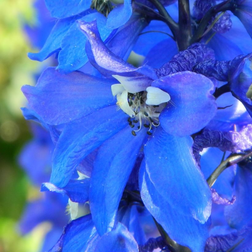 Delphinium Cristella - Pied d'Alouette vivace (Flowering)