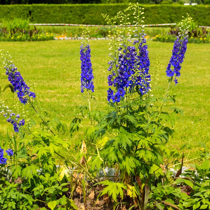 Delphinium Dark Blue-White Bee - Pied d'Alouette vivace (Plant habit)
