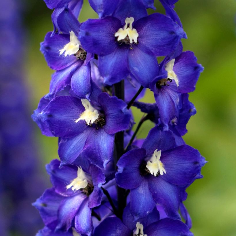 Delphinium Dark Blue-White Bee - Pied d'Alouette vivace (Flowering)