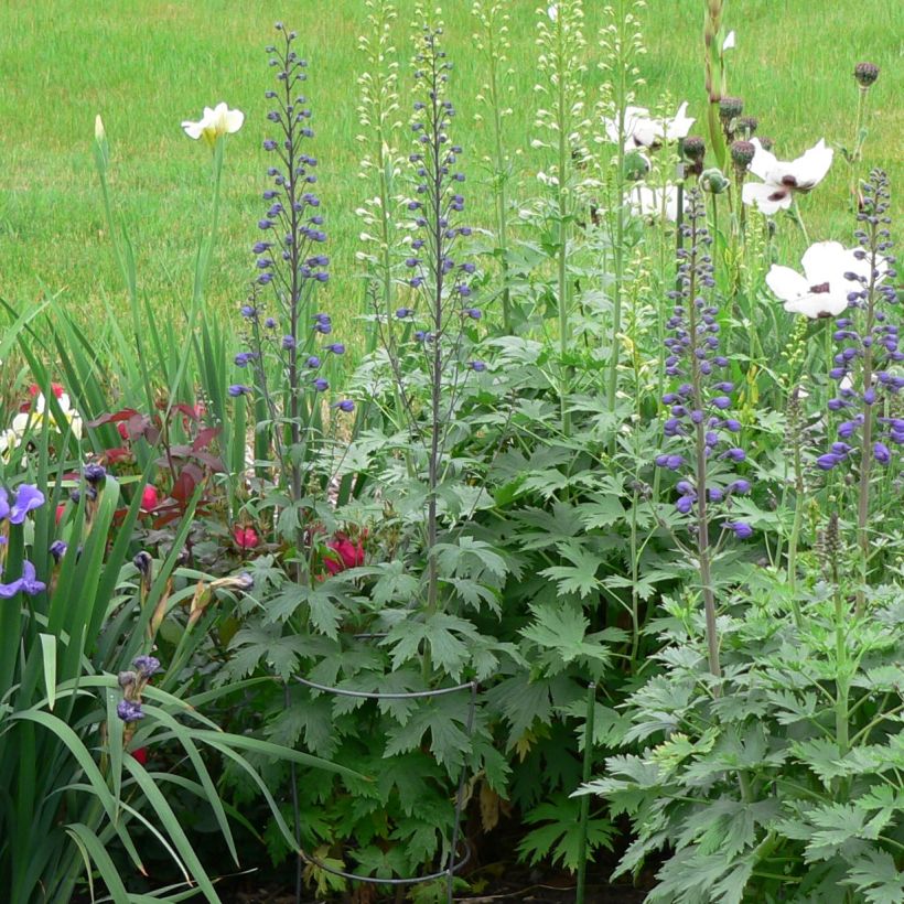 Delphinium Dusky Maiden - Pied d'Alouette vivace (Plant habit)