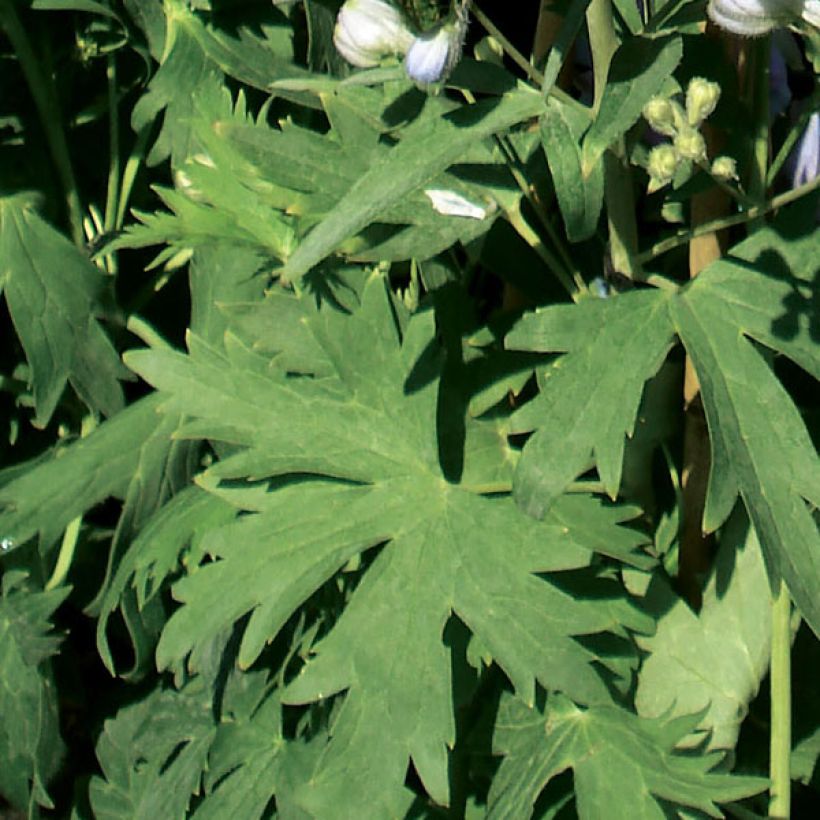 Delphinium Pacific Guinerve - Pied d'Alouette vivace (Foliage)