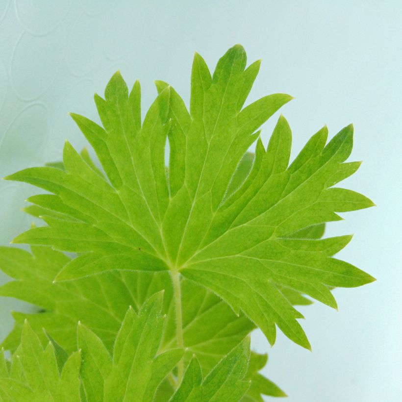 Delphinium Pacific giant Cameliard - Pied d'Alouette vivace (Foliage)