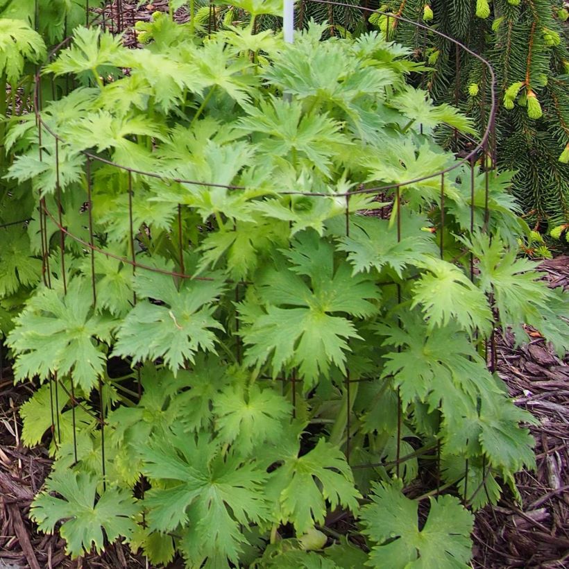 Delphinium Pagan Purples - Pied d'Alouette vivace (Foliage)