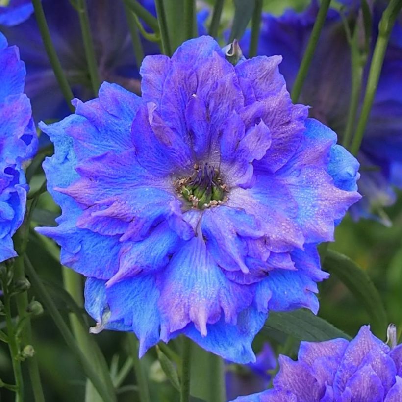 Delphinium Pagan Purples - Pied d'Alouette vivace (Flowering)