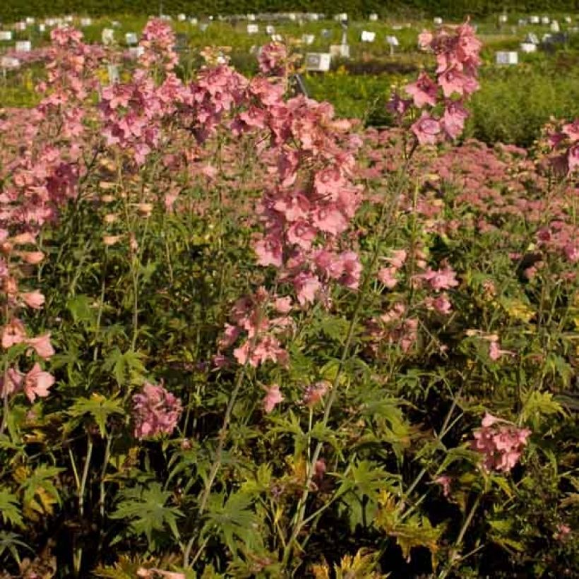 Delphinium ruysii Pink Sensation - Pied d'Alouette vivace (Plant habit)