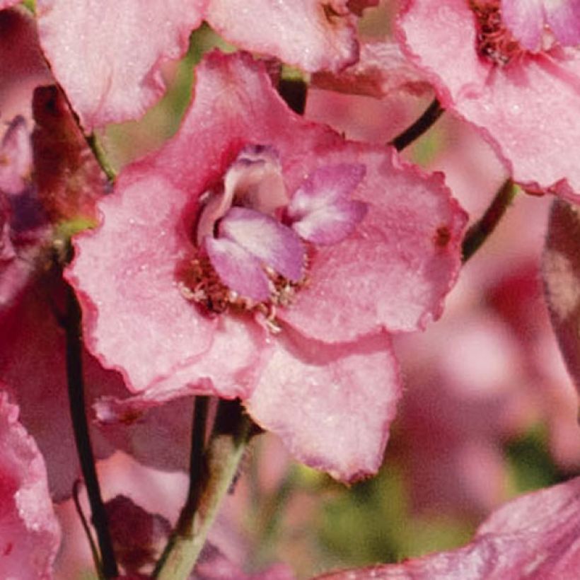 Delphinium ruysii Pink Sensation - Pied d'Alouette vivace (Flowering)