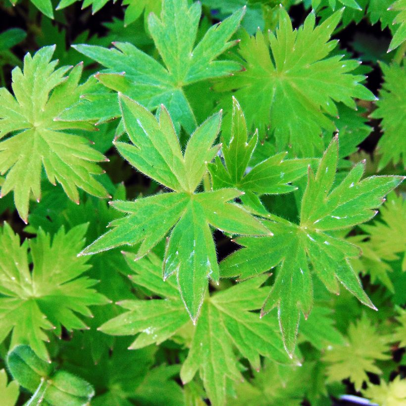 Delphinium ruysii Pink Sensation - Pied d'Alouette vivace (Foliage)