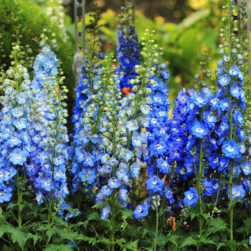 Delphinium Sky Blue-White Bee - Pied d'Alouette vivace (Plant habit)