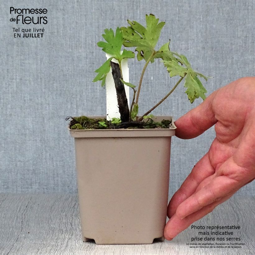 Example of Delphinium Strawberry Fair - Pied d Alouette vivace Godet de 8/9 cm as you get in ete